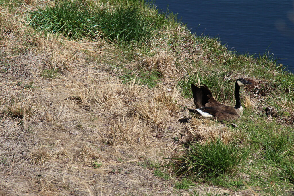 March 20 Canadian Goose is either hurt or ready to lay eggs IMG_5850 by georgegailmcdowellcom