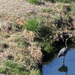 March 21 Blue Heron not happy with Canadian Goose hanging around the edge of the pondIMG_5854 by georgegailmcdowellcom