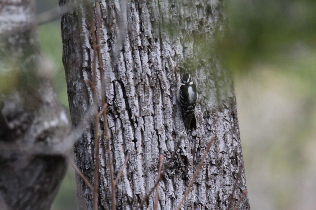 March 22 Downy Woodpecker hunting awayIMG_5862 by georgegailmcdowellcom