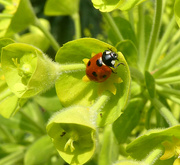 24th Mar 2022 - First Ladybird This Year. 