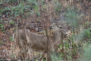 23rd Mar 2022 - March 23 Deer in the rain. IMG_5879