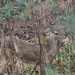 March 23 Deer in the rain. IMG_5879 by georgegailmcdowellcom