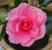 22nd Mar 2022 - Our camellia has burst into flower