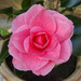 Our camellia has burst into flower by marianj