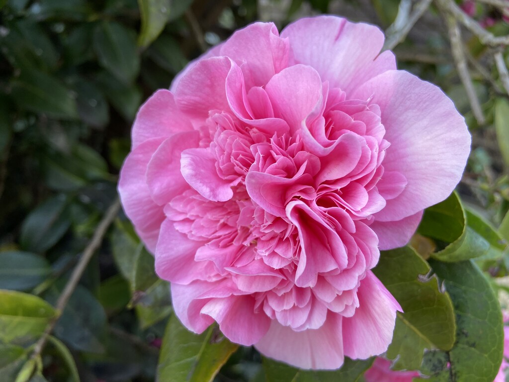 Camellia  by 365projectorglisa