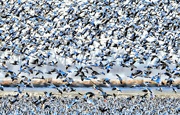 24th Mar 2022 - Snow Geese Heading North