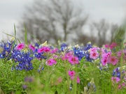24th Mar 2022 - Texas Bluebonnets in the Spring
