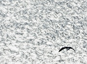 23rd Mar 2022 - Snow Geese Background Blur