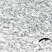 Snow Geese Background Blur by lynnz