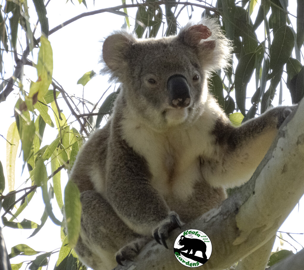 the wake up by koalagardens