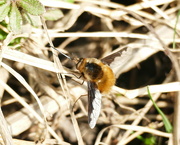 24th Mar 2022 - Beefly