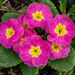 Primroses by pcoulson
