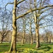 Plane trees and daffodils  by boxplayer