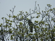 23rd Mar 2022 - Bird in Dogwood Tree