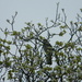 Bird in Dogwood Tree by sfeldphotos