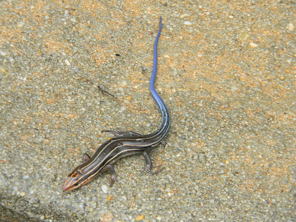 Skink on Step in front of Building by sfeldphotos
