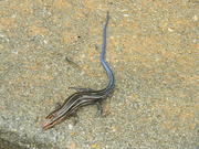 24th Mar 2022 - Skink on Step in front of Building