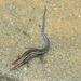 Skink on Step in front of Building by sfeldphotos