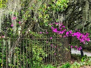 24th Mar 2022 - Old iron fence, Magnolia Gardens