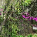 Old iron fence, Magnolia Gardens by congaree