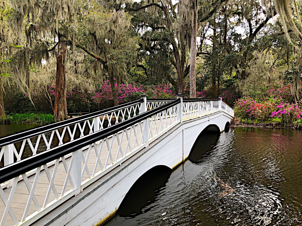 The Long White Bridge, Magnolia Gardens by congaree