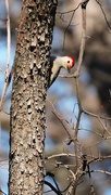 24th Mar 2022 - 83-365 Woodpecker