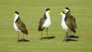 25th Mar 2022 - Plovers on the bowling green.