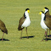 Plovers on the bowling green. by jeneurell