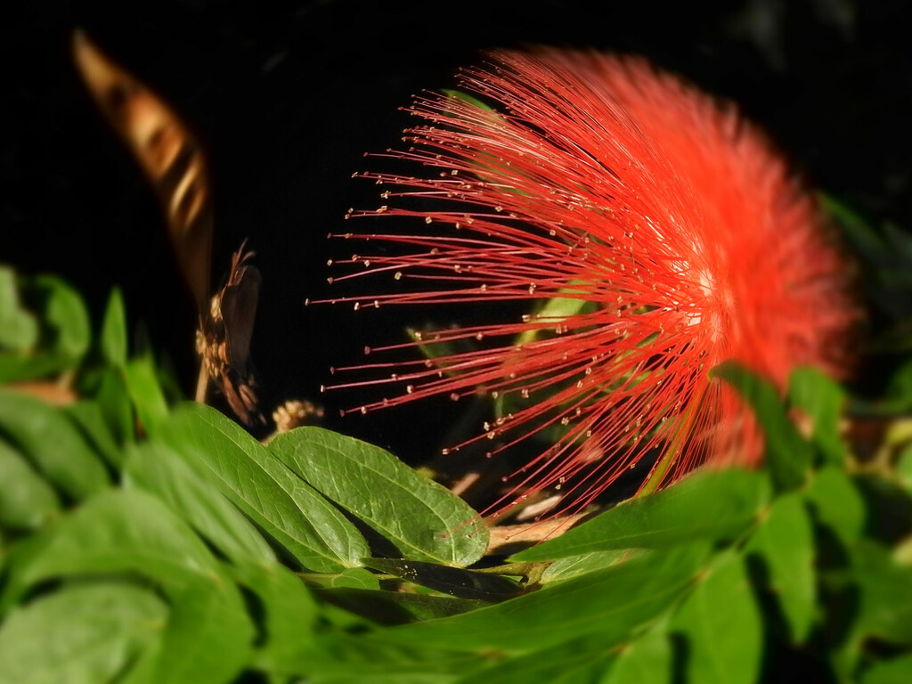 Fisheye flower by jeneurell