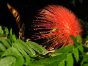 25th Mar 2022 - Fisheye flower