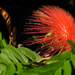 Fisheye flower by jeneurell