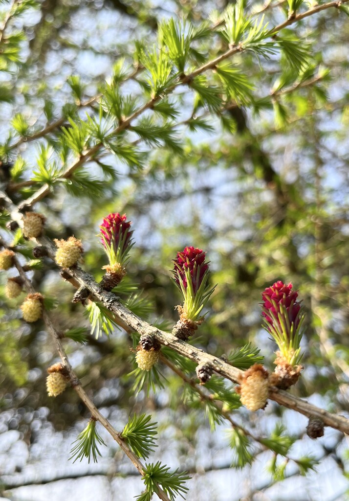Larch flowers by pattyblue