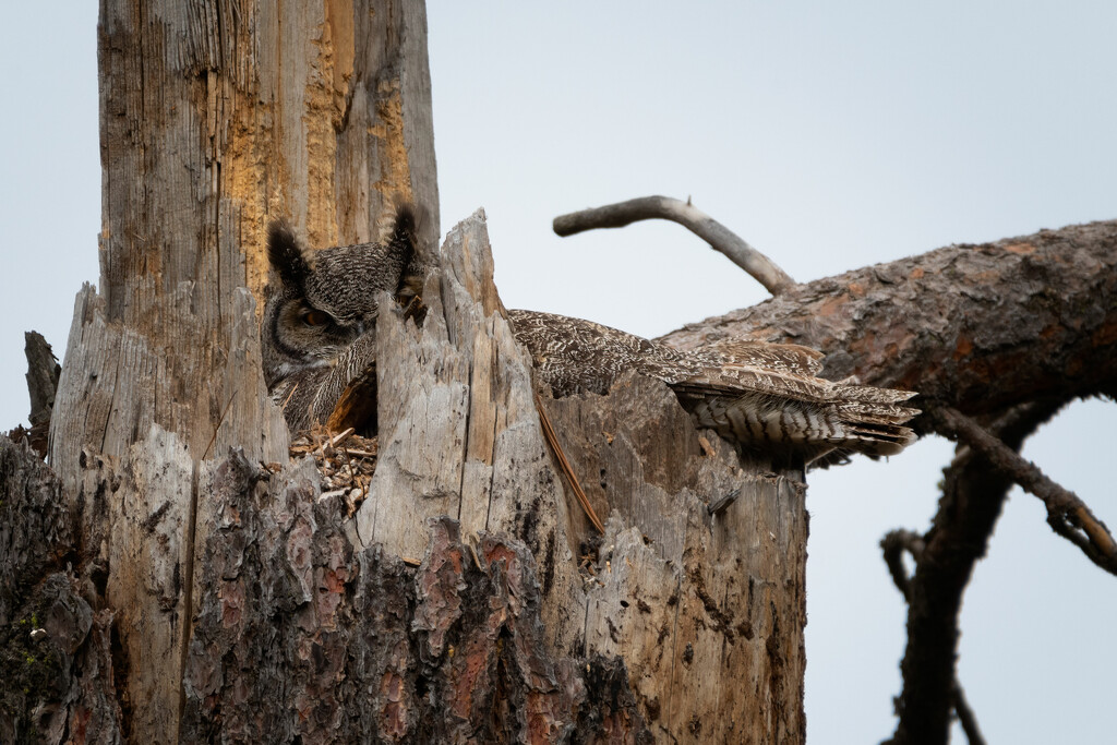 Nesting Great Horned Owl by teriyakih