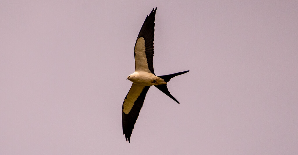 Swallowtail Kite Gliding By! by rickster549