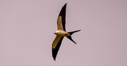 24th Mar 2022 - Swallowtail Kite Gliding By!