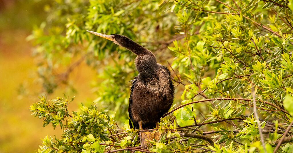 Anhinga Just Hanging Out in the Bush! by rickster549