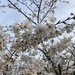 cherry blossoms by wiesnerbeth