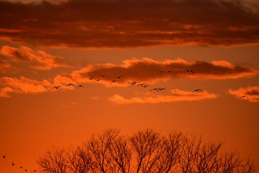 Amalgam of Geese, Clouds, Sunset  by kareenking