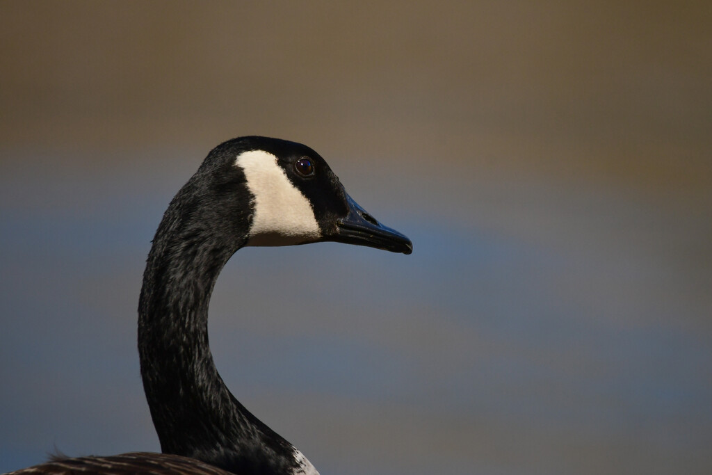 Another Goose by kareenking