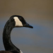Another Goose by kareenking