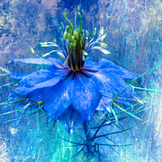 25th Mar 2022 - Blue - Love-in-the-mist