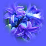 25th Mar 2022 - hyacinth in blue