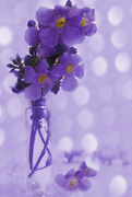 26th Mar 2022 - Hardy Purple Flower