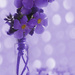 Hardy Purple Flower by 30pics4jackiesdiamond