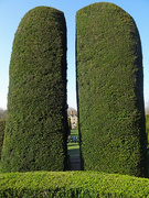 20th Mar 2022 - Yew trees at Packwood House