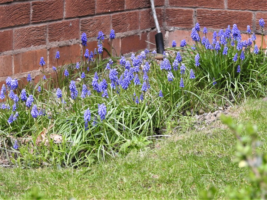 Grape Hyacinths by oldjosh