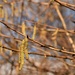 catkins by christophercox