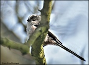 25th Mar 2022 - Long tailed tit