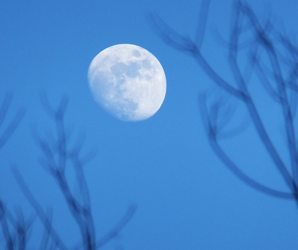 Blue Moon by linnypinny