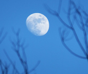 25th Mar 2022 - Blue Moon